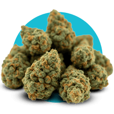 https://cannavate.nyc3.cdn.digitaloceanspaces.com/default.png https://cannavate.nyc3.cdn.digitaloceanspaces.com/default.png