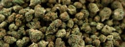 weed weed