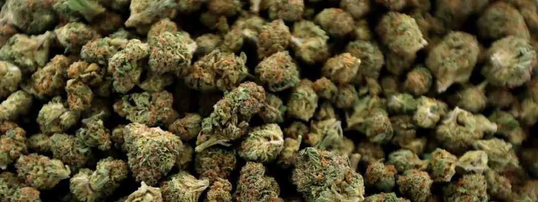 weed weed
