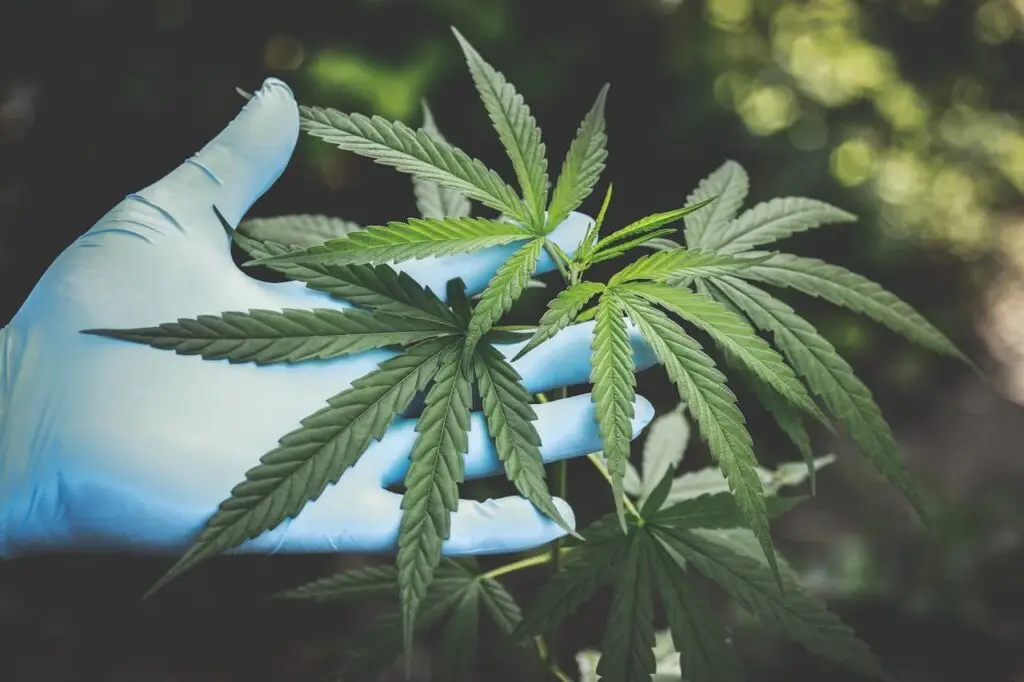 Cannabis leaf with blue glove